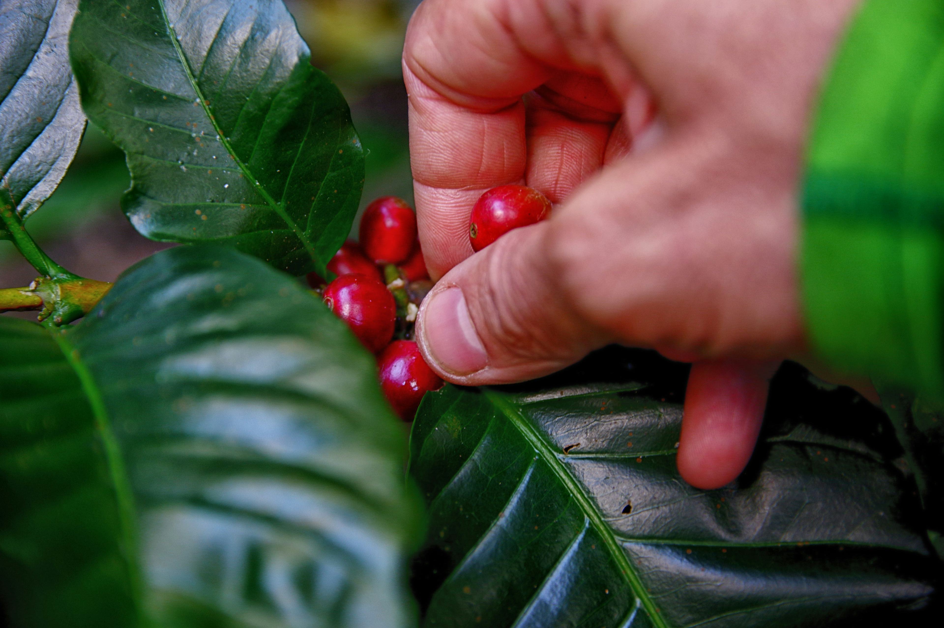 a hand picking coffee beans